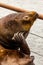 vertical shot of large sealion with pacific ocean behind it itching its head