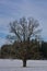 Vertical shot of a leafless ash tree in the snow-covered field