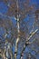 Vertical shot of leafless autumn tree branches
