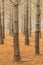 Vertical shot of leafless pine tree trunks in a Tokai forest, Cape Town, South Africa