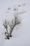 Vertical shot of a leafless plant covered in snow