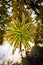 Vertical shot of leaves of a song of India plant.