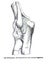 Vertical shot of a left elbow-joint structure from an atlas of human anatomy