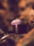 Vertical shot of the Lepista Sordida fungus grown in a forest on the blurred background