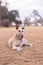 Vertical shot of a light brown cute greyhound dog in nature during the daytime