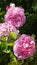Vertical shot of light pink Rosa 'Gertrude Jekyll' flowers on a shrub