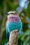 Vertical shot of a lilac-crested bird sitting on a tree branch