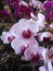 Vertical shot of lilac phalaenopsis orchids