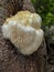 Vertical shot of Lion's mane growing on a tree with a blurry background