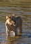 Vertical shot of a lioness standing in the water completely drenched