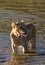 Vertical shot of a lioness standing in the water completely drenched