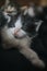 Vertical shot of a litter of cute frightened kittens on the bed