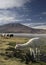 Vertical shot of llamas grazing on a green field in front of a mountain