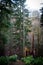 Vertical shot of a log of a broken tree in a lush forest