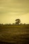 Vertical shot of a lonely tree in a field in Sri Lanka