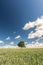 Vertical shot of lonely tree on a wide grain field under dramatic sky in summer