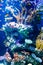 Vertical shot of a lot of exotic fish and coral reefs under the sea