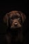 Vertical shot of a lovely Chocolate Labrador puppy on a black background