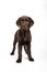 Vertical shot of a lovely Chocolate Labrador puppy on white background