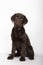 Vertical shot of a lovely Chocolate Labrador puppy on white background