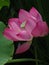 Vertical shot of lovely pink lotus flower with leaves on the background and with waterdrop on petals