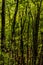 Vertical shot of lush trees in the Blue ridge parkway, USA