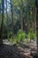 Vertical shot of lush trees with thin trunks in a forest in Chile