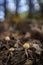 Vertical shot of magic mushrooms growing in a forest under the sunlight with a blurry background