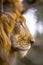 Vertical shot of a magnificent lion in an animal orphanage captured in Nairobi, Kenya