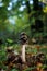 Vertical shot of a Magpie Inkcap Fungus (Coprinus picaceus) isolated against the forest