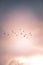 Vertical shot of a majestic flock of birds soaring through a dreamy orange-tinted sky at sunset