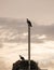 Vertical shot of a male and female osprey taking care of the nest in everglades at sunset
