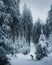 Vertical shot of the malinois dog near the snow-covered forest trees