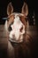 Vertical shot of a mane horse in a ranch with a blurry background