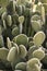 Vertical shot of many opuntia cacti growing in the desert