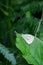 Vertical shot of a Margined white on a leaf under the sunlight with a blurry background