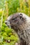 vertical shot of marmot munching on fresh leaves from meadow