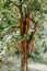 Vertical shot of Martenitsa wrist bands - Bulgarians hang them in trees when spring arrives
