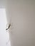 Vertical shot of mating insects on a white wall