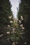 Vertical shot of Meadowsweet plant in the forest