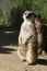 Vertical shot of a meerkat standing inside the cage