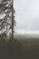 Vertical shot of a mesmerizing bare tree with the forest in the background