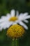 Vertical shot of the middle of Chamomile without leaves on background of chamomile field