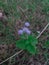 Vertical shot of a Mistflower on a field