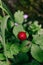 Vertical shot of a Mock strawberry, Indian-strawberry, or false strawberry (Potentilla indica)