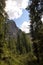 Vertical shot of montane forest with pine trees, with rocky mountains on the horizon