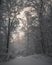 Vertical shot of a morning glow in the snowy winterforest under the cloudy sky
