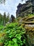 Vertical shot of a mossy cliff in the woods