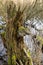 Vertical shot of mossy fungus growing on a broken tree stump