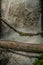 Vertical shot of mossy tree branches near a flowing stream in the Himachal Pradesh Mountain Range